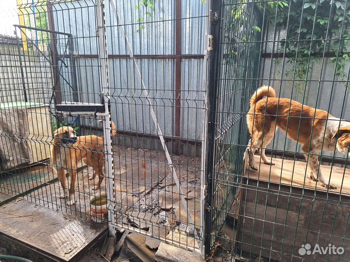 Пристроить в добрые руки Собак