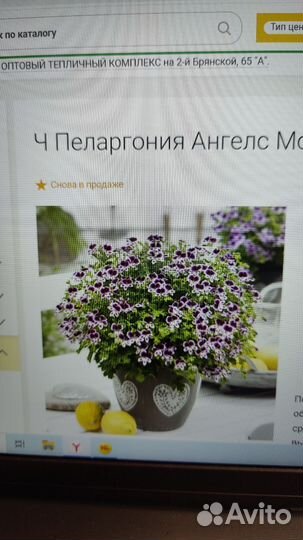 Королевская пеларгония