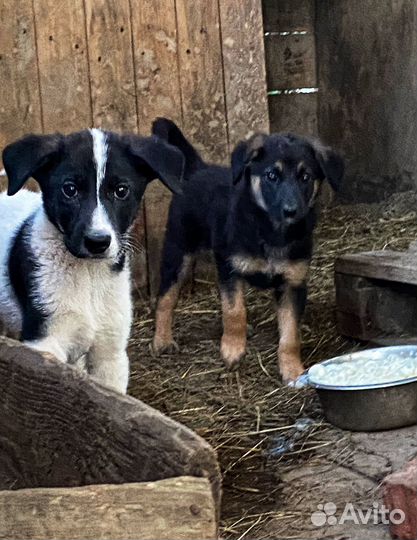 Щенки в добрые руки