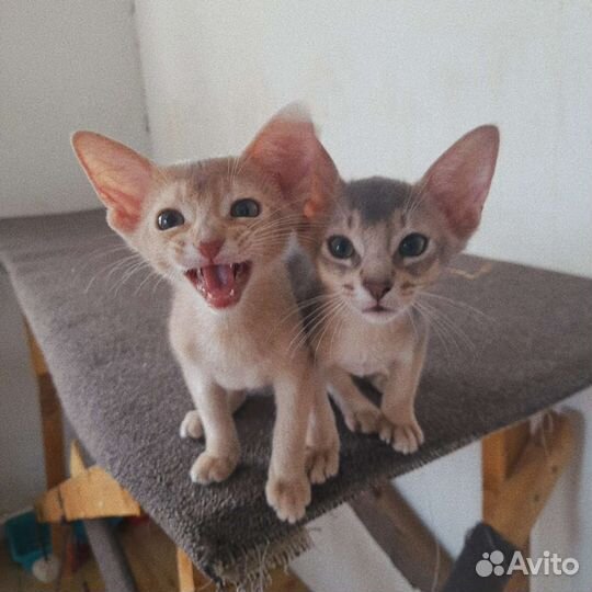 Абиссинские котята