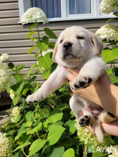 Щенки лабрадора РКФ