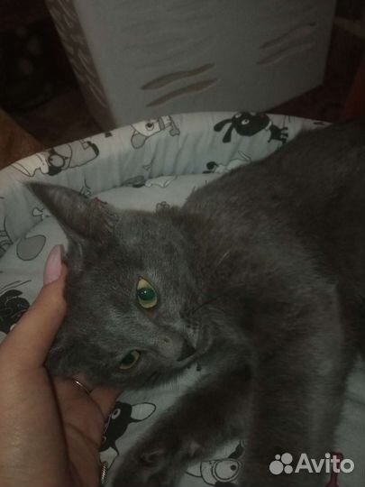 Котëнок в добрые руки