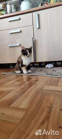 Трёхцветный котенок егоза