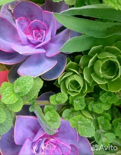 Суккуленты разные