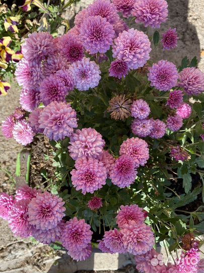 Хризантемы мультифлора