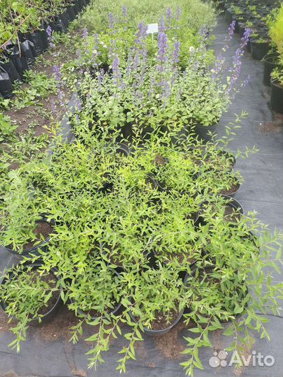 Спирея серая Грефшейм