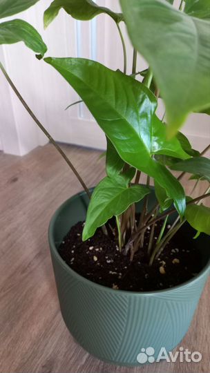 Сингониум в новом кашпо