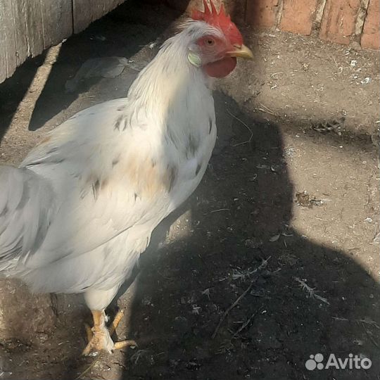 Петухи домашние