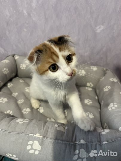 Котенок девочка в добрые руки