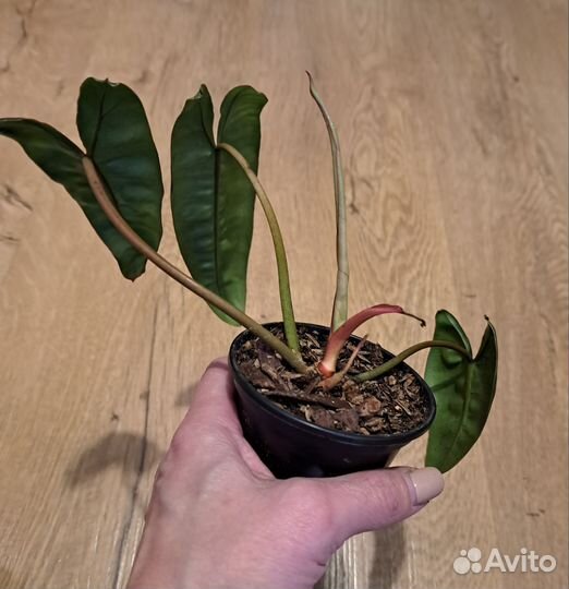 Филодендроны