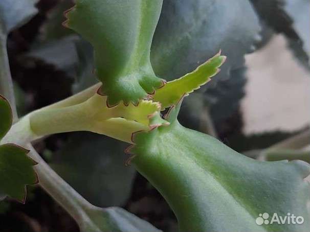 Каланхоэ лечебное