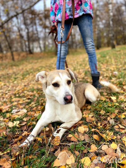 Спасите Милку из приюта