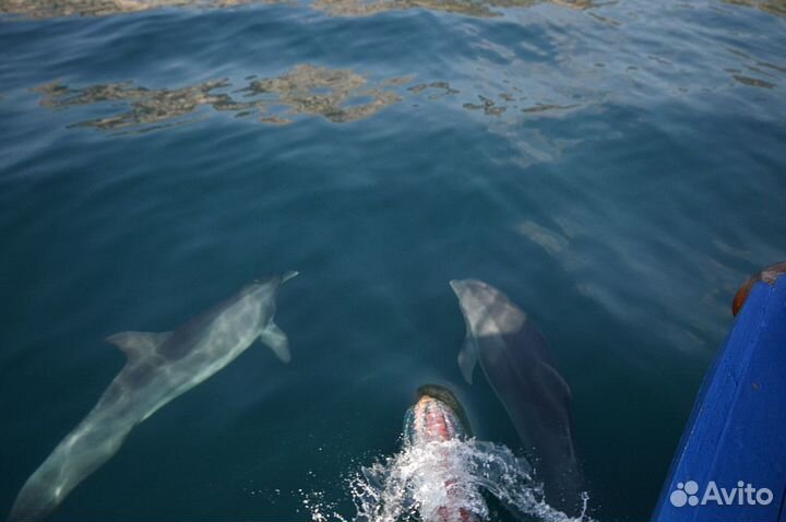 К дельфинам в открытое море на катере