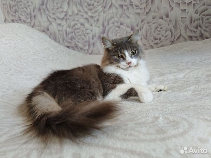 Сибирская кошка в добрые руки