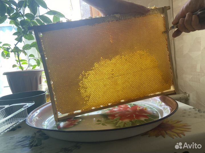 Мед в сотах