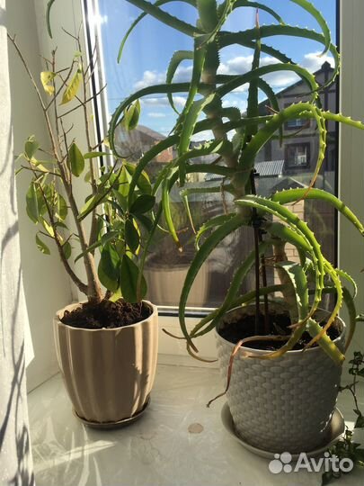 Комнатные цветы разные