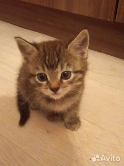 Кошка в дар бесплатно