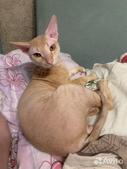 Донской сфинкс вязка