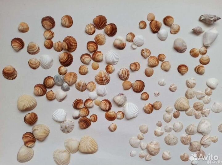 Ракушки для творчества, аквариума
