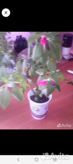 Каланхоэ, и др цветы