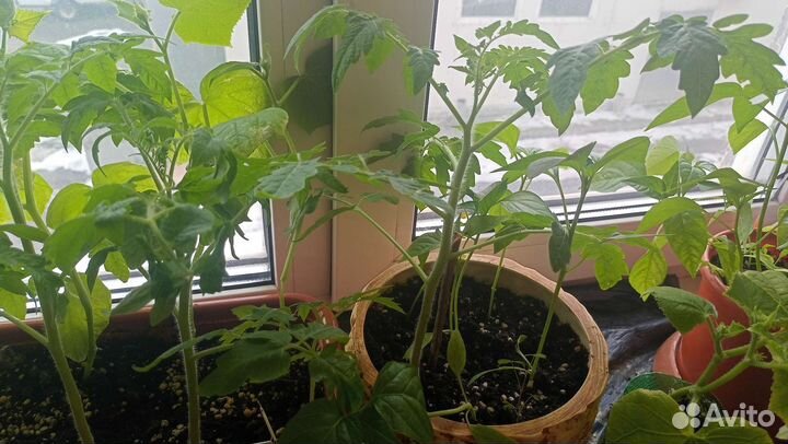 Рассада помидор, огурцы, перец
