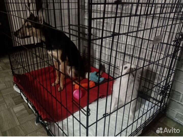 Клетка любого размера доставка в Гурзуф