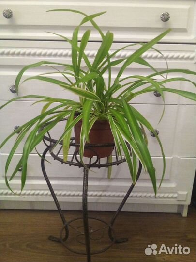 Хлорофитум Лаксум