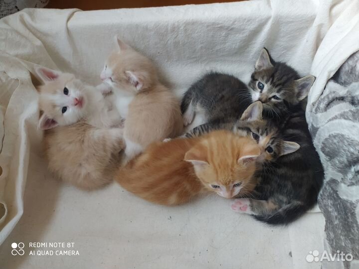 Отдам котят бесплатно в добрые руки