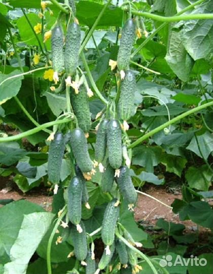 Самый лучший в мире гибрид огурца из Польши