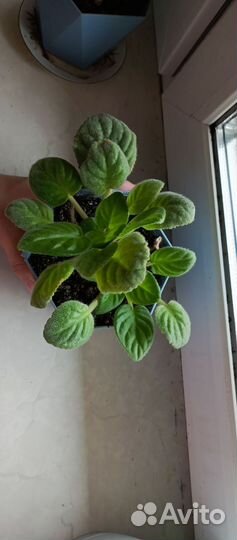 Фиалки детки