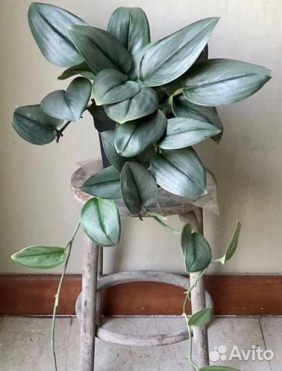 Сциндапсус мунлайт, филодендрон