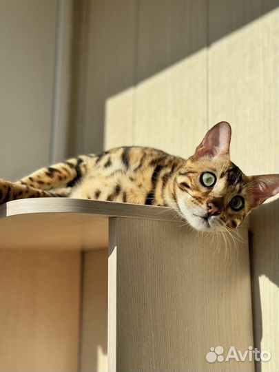 Бенгальский кот вязка