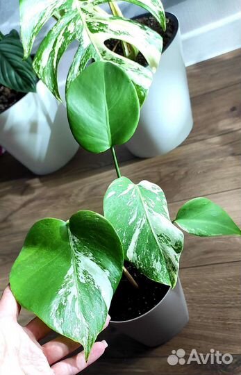 Монстера Альба Борзига вариегатная