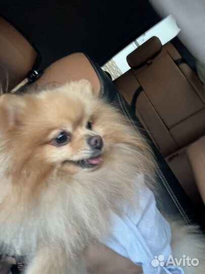 Померанский шпиц для вязки