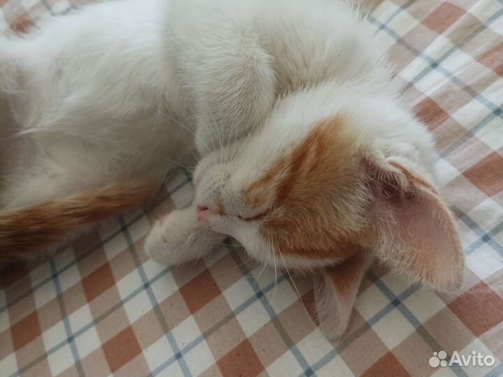 Турецкий ван