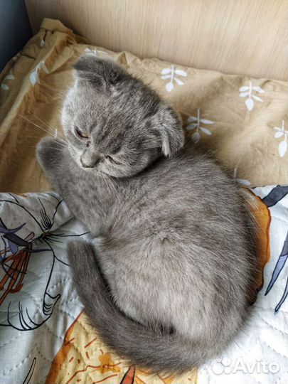 Шотландские малыши