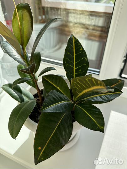 Кодиеум кротон и Фикус эластика