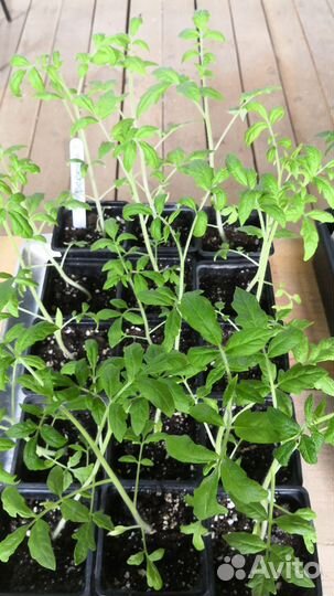 Рассада сортовых помидор и перцев, черри, крупные