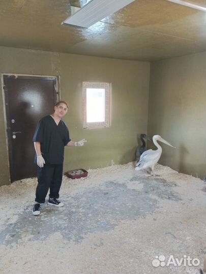 Ветврач для с/х животных и птиц