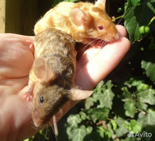 Сатиновые мышки. (рексы и гладкие)