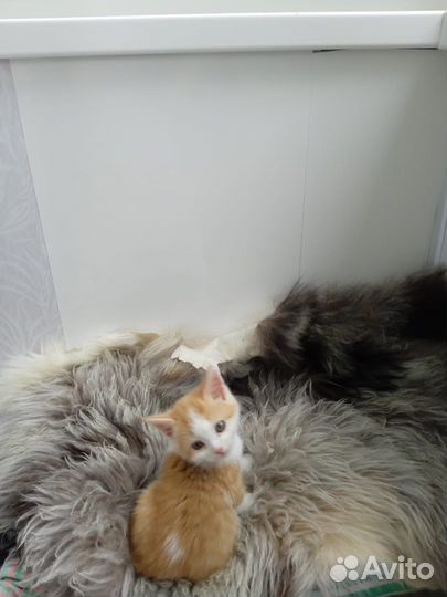 Милые котята