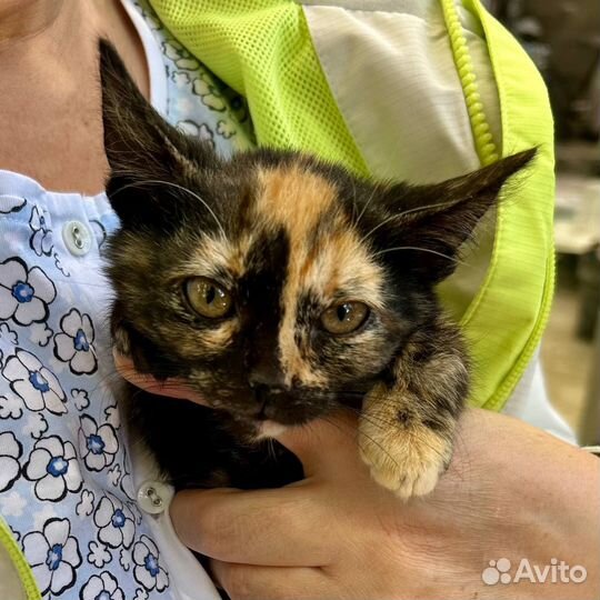 Ласковый котенок девочка ищет дом