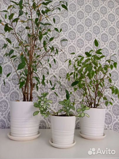 Горшки для цветов белого цвета IKEA