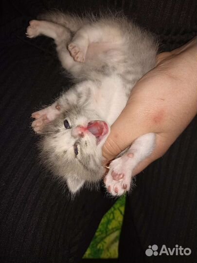 Вислоухие котята