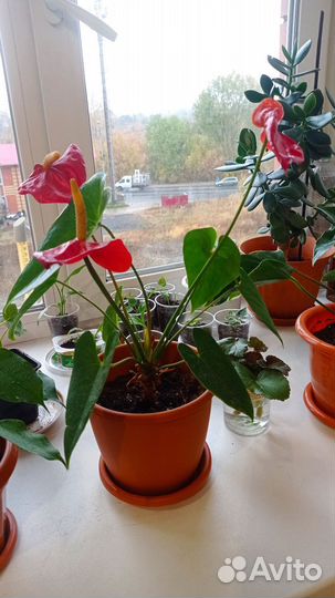 Комнатные растения цветы