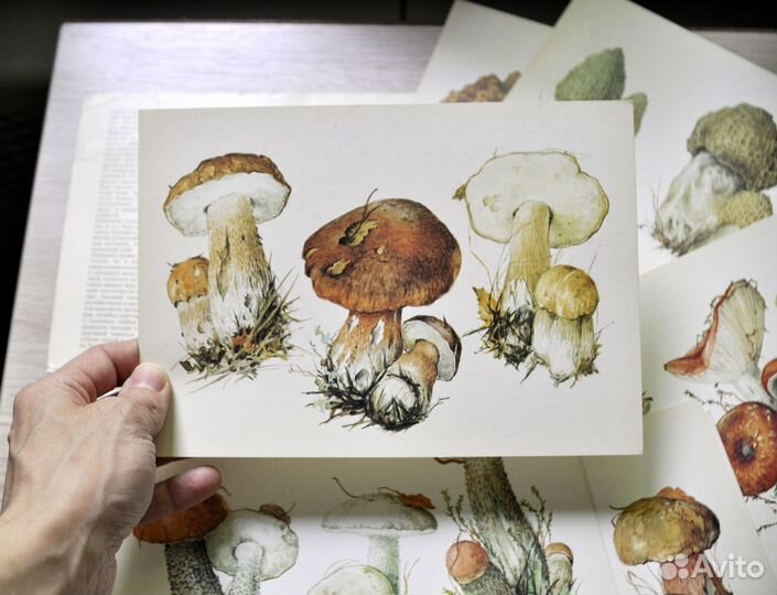 Набор открыток 