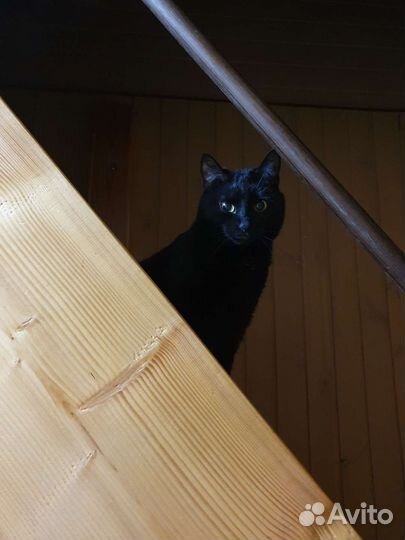 Кошка в дар