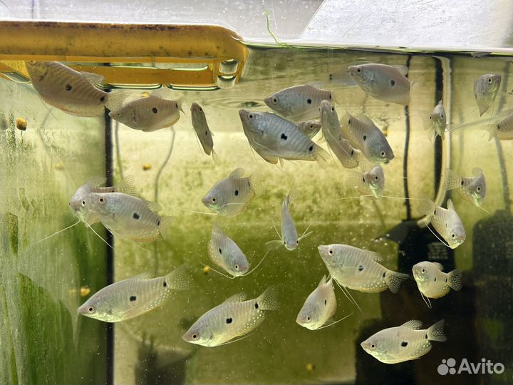 Корм сухой для аквариумной рыбы coppens vital