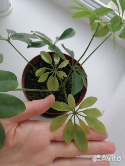 Шефлера вариегатная