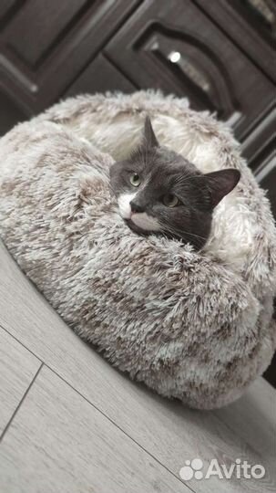 Домик лежанка для кошек собак щенков котят хорьков